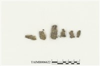 藏品(細鱗蘚屬)的圖片